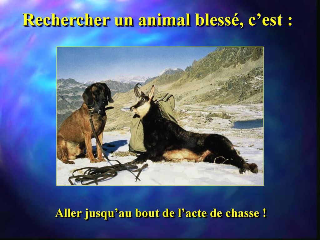 Recherche du gibier bless ppt t l charger